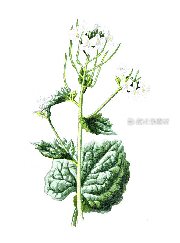 大蒜芥菜(Alliaria petiolata)是一种入侵物种。古董手绘田野花卉插图。古董花。野花插图。19世纪。